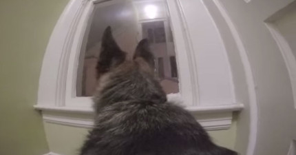 狗狗在家做的事情