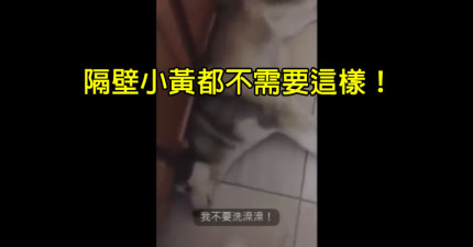 狗狗不想要洗澡澡