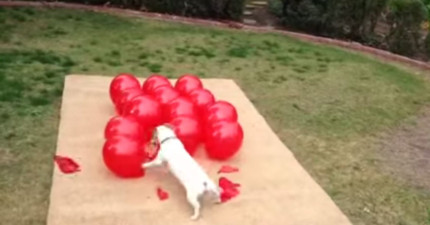 狗狗咬破氣球
