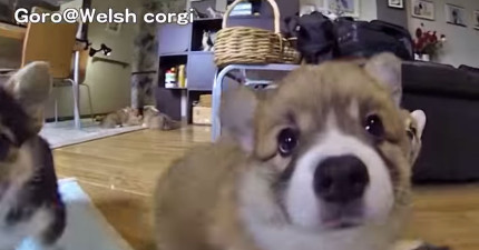 一群小柯基追攝影機