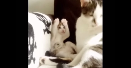 可愛貓咪學媽媽