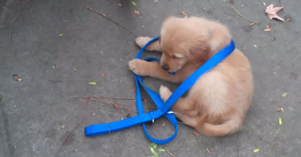 小狗狗自己溜自己