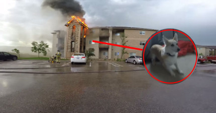 衝進火場救動物