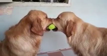 黃金獵犬搶網球