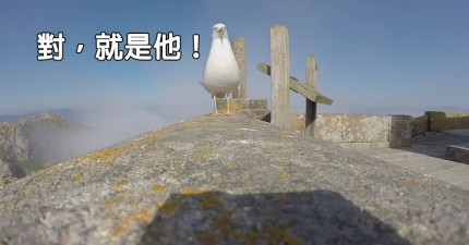偷GoPro的海鷗