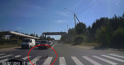 有禮貌鴨子家庭