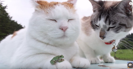 貓咪想要吃青蛙