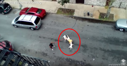 鬥牛梗攻擊男子